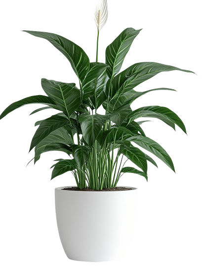 1472dc06-ae9c-4ff5-bdc3-82484a498ac5 1